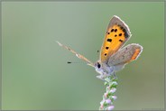 der Sonne entgegen... Kleiner Feuerfalter *Lycaena phlaeas*