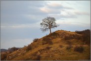 exponiert... Eiche *Quercus L.*
