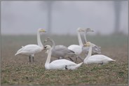 Wintergäste... Singschwäne *Cygnus cygnus*