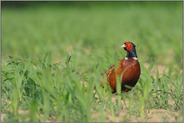 ein Blick zurück... Jagdfasan *Phasianus colchicus*