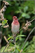 seltener Durchzügler... Karmingimpel *Carpodacus erythrinus*