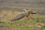 Abflug... Mäusebussard *Buteo buteo*