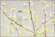 Frühling... Fitis *Phylloscopus trochilus*