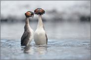 der Pinguintanz... Haubentaucher  *Podiceps cristatus*