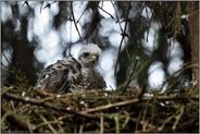 Nesthocker... Sperber *Accipiter nisus*