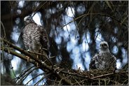 gespannte Blicke... Sperber *Accipiter nisus*