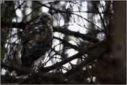 ihr erster Ausflug... Sperber *Accipiter nisus*