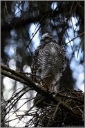 Jungsperber auf Horstrand... Sperber *Accipiter nisus*