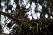 lange Zehen... Sperber *Accipiter nisus*