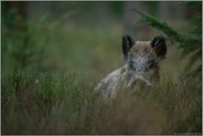 äugend... Wildschwein *Sus scrofa*
