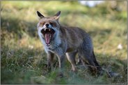 Allesfresser... Rotfuchs *Vulpes vulpes*