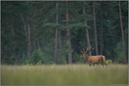 gut vorbereitet... Rothirsch *Cervus elaphus*