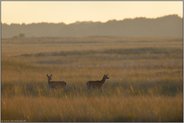 in der Steppe... Rotwild *Cervus elaphus*