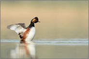 flügelschlagend... Schwarzhalstaucher *Podiceps nigricollis*