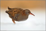 Sonne und Schnee... Wasserralle *Rallus aquaticus*