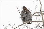 unter's Röckchen geschaut... Kragenhuhn *Bonasa umbellus*