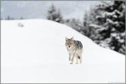 bei leichtem Schneefall... Kojote *Canis latrans*