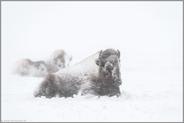 ruhend im Schneesturm... Amerikanischer Bison *Bison bison*