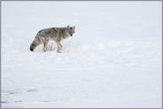 an der kleinen Wasserstelle... Kojote *Canis latrans*