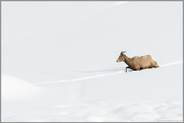 im hohen Schnee... Dickhornschaf *Ovis canadensis*
