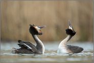Köpfe schütteln... Haubentaucher *Podiceps cristatus*