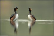 Kopfschütteln heisst nicht immer nein... Schwarzhalstaucher *Podiceps nigricollis*