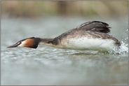 Rocketman... Haubentaucher *Podiceps cristatus*