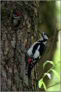 nach der Fütterung... Buntspecht *Dendrocopos major*