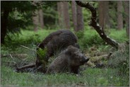 wat'ne Mocke... Wildschwein *Sus scrofa*