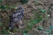 immer wieder diese Mimik... Europäischer Uhu *Bubo bubo*