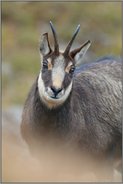 im Portrait... Gämse *Rupicapra rupicapra *