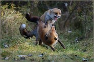 Rangelei... Rotfuchs *Vulpes vulpes*