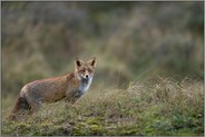 mit gespitzten Ohren... Rotfuchs *Vulpes vulpes*