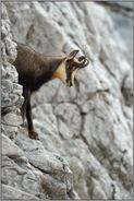 in der Wand... Gämse *Rupicapra rupicapra*, Gamskitz / Jährling im steilen Fels