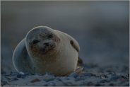 abends am Strand... Seehund *Phoca vitulina* zu später Stunde