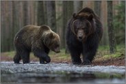 Geschwister... Europäische Braunbären *Ursus arctos*