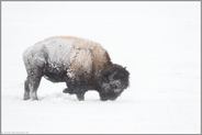 im Schnee scharrend... Amerikanischer Bison *Bison bison* im Schneesturm