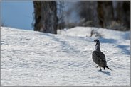 gleißendes Licht... Beifußhuhn *Centrocercus urophasianus*