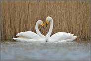 Annäherung... Singschwäne *Cygnus cygnus* zeigen in der Balz ein Herz