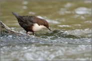 bei der Nahrungssuche... Wasseramsel *Cinclus cinclus* im Wildbach