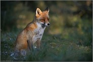 im schönsten Licht... Rotfuchs *Vulpes vulpes*