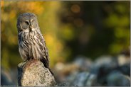 im Licht der Sonne... Bartkauz *Strix nebulosa* am frühen Morgen