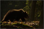 im dunklen Wald... Europäischer Braunbär *Ursus arctos* läuft durch den Wald