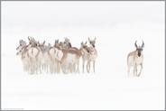 entschlossen... Gabelbock *Antilocapra americana*, Rudel im Winter bei Schneefall