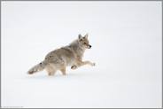 im Sprung... Kojote *Canis latrans* läuft und springt durch hohen Schnee