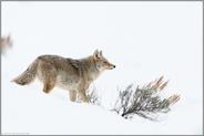 windend... Kojote *Canis latrans* hält seine Nase in den Wind