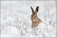 versteckt hinter Halmen... Feldhase *Lepus europaeus* im Schnee mit neugierigem Blick