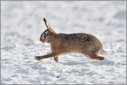 ab durch den Schnee... Feldhase *Lepus europaeus* läuft über eine schneebedeckte Weide