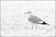 im zweiten Winter... Sturmmöwe *Larus canus* im Schnee