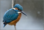 im Schneetreiben... Eisvogel *Alcedo atthis* auf seinem Ansitz, Nordrhein-Westfalen